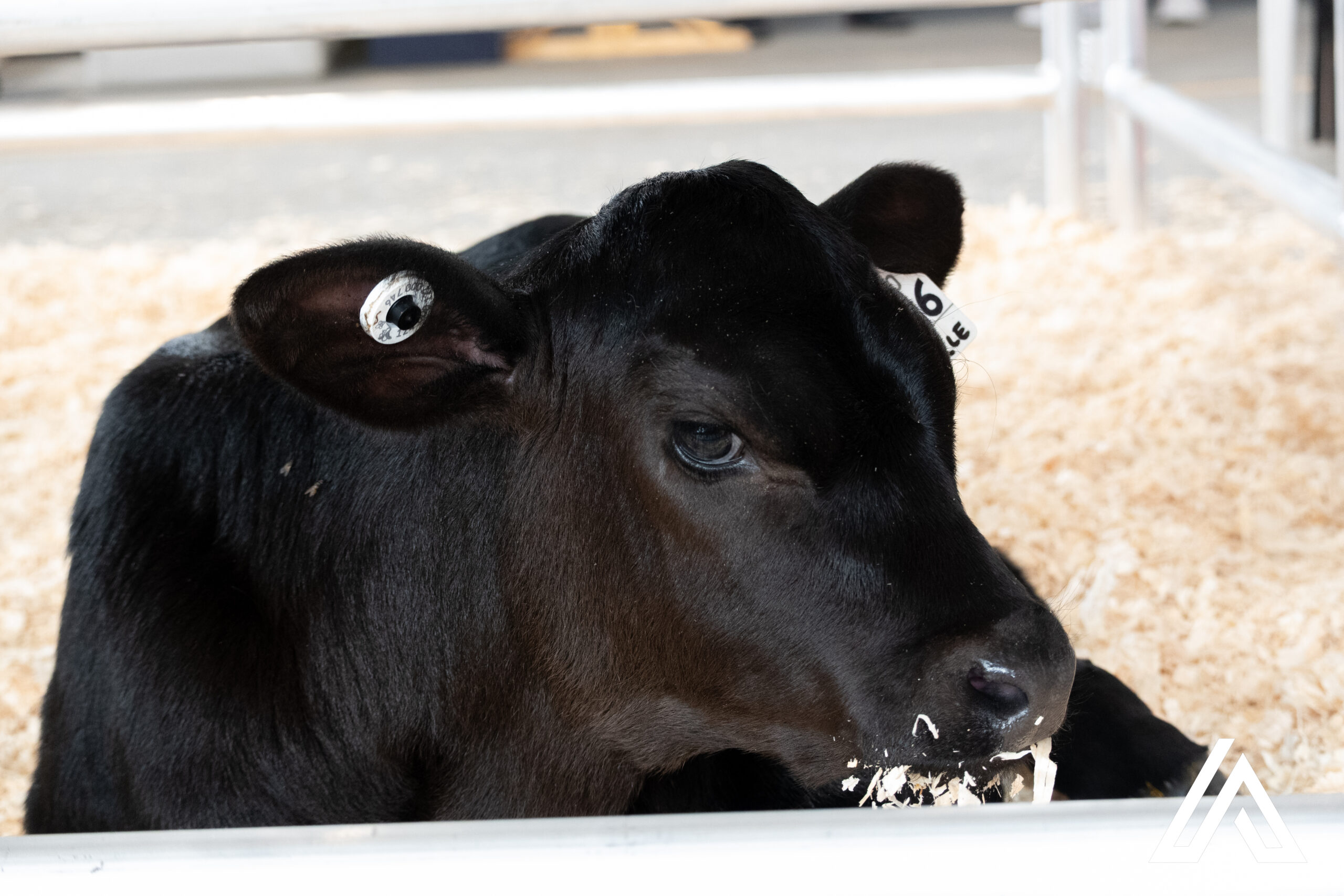 Vache EXPO BBQ BELLECHASSE 2025