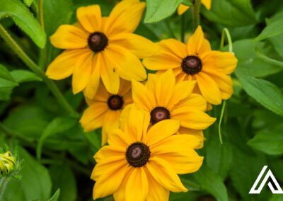 Domaine Joly, Lotbinière, 20 juillet 2025