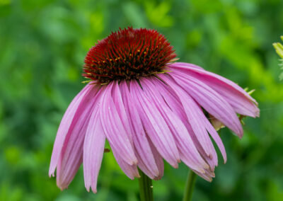 Domaine Joly, Lotbinière, 20 juillet 2025