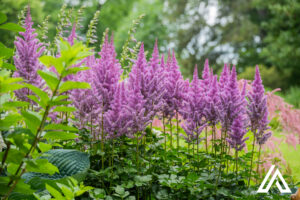 Domaine Joly, Lotbinière, 20 juillet 2025
