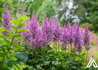 Domaine Joly, Lotbinière, 20 juillet 2025