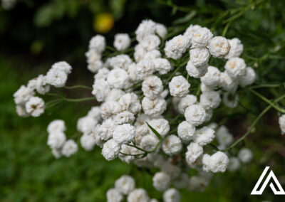 Domaine Joly, Lotbinière, 20 juillet 2025